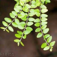 Wilson's Honeysuckle